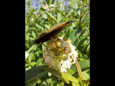 [eden w górę do gwiazd] #audiobook #bajka #marzenia