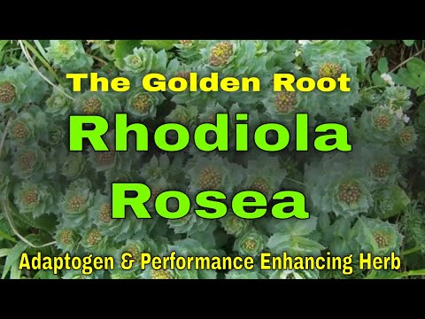 rhodiola rosea zsírvesztés