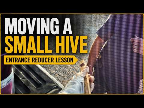 Bella Bees Moving a Small Hive Safely field-school YouTube thumbnail