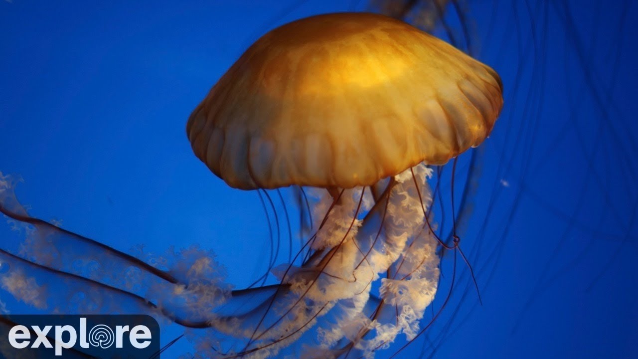 Live webcam view of Sea Nettle Jellyfish Tank Cam