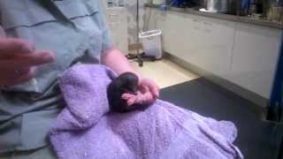 preview picture of video 'Baby echidna in Healesville'