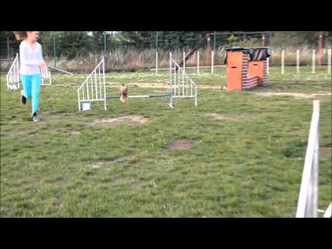 4.9.2014 agility s Jessie a Alinkou
