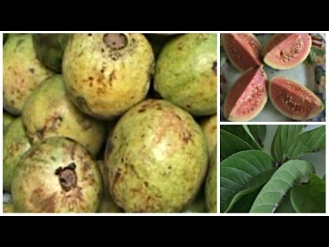 Bagaimana masturbasi dan meningkatkan anggota Apakah cedera tulang belakang mempengaruhi potensi
