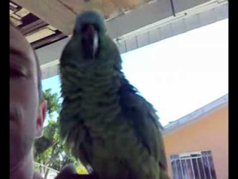 Papagaio Falante, esse fala muito
