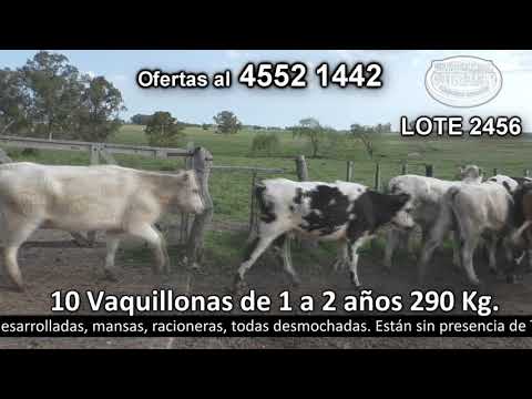 Lote 10 Vaquillonas 1 a 2 años 4 NO c/  AA,  3 CH,  2 HE c/  CH y 1 HE c/ RA. 290kg -  en Puntas del Perdido - a 5 km de Cardona