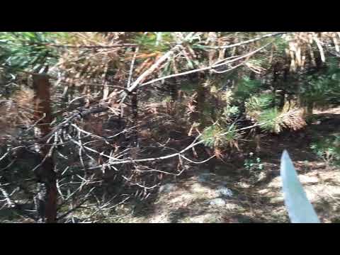 Жжуть. Грибы или жизнь