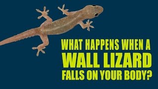 What happens when a wall lizard falls on your body | Artha