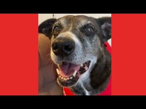 Mike Vincent Fisher - Work From Home