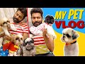 A Day with My Dogs | Shih Tzu Family | Mr Makapa