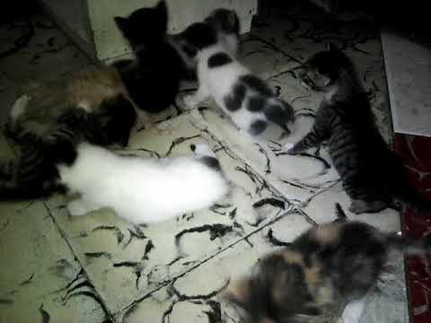 La Segunda Manada de Gatitos