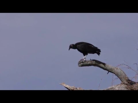 Black vulture