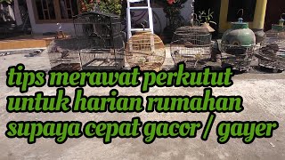 Download lagu tips perawatan perkutut untuk harian rumah supaya cepat rajin bunyi/ gacor mp3