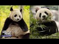 Panda diplomacy: Meet the two giant pandas making their debut in D.C. | Nightly News: Kids Edition