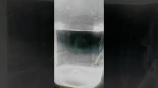 Download lagu Story wa Ikan cupang mp3