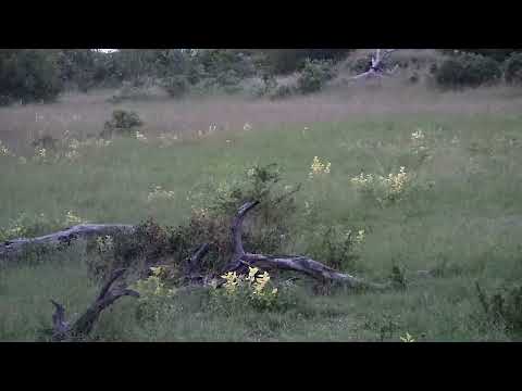 Djuma: Sights and sounds - 05:27 - 02/22/2023