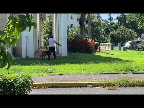 Alerte à la bombe : l’équipe cynophile sur place