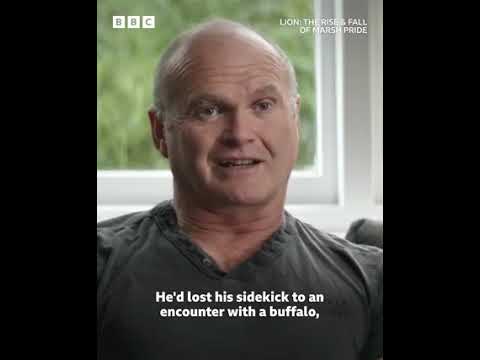 Retuning to the lions,the rise& fall of Marsh pride