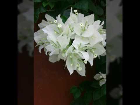 shabad bhag bade jo sant pdhare