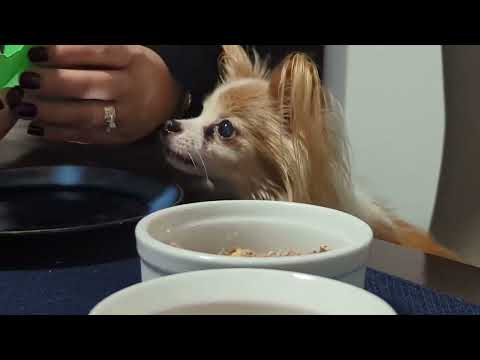 Marcel's 12th Birthday! (02/02/2024)