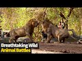 Top 17 INCREDIBLE Wild Animal Fights Caught On Cam Animal Battles