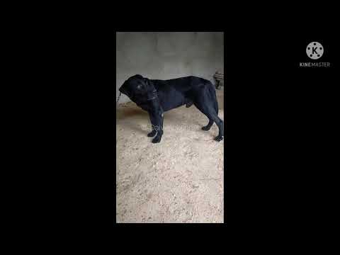 Daivik's kennel house Labrador retriever boy Tiger 😍🤘