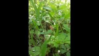 The Great Morel Adventure