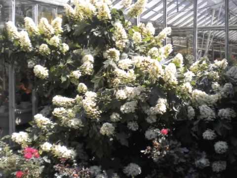 download lagu mp3 mp4 Oakleaf Hydrangea Deciduous Shrubs, download lagu Oakleaf Hydrangea Deciduous Shrubs gratis, unduh video klip Oakleaf Hydrangea Deciduous Shrubs