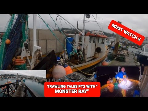 UK commercial Trawling pt2 MASSIVE RAY, other species i#uk #trawling #fishing #crab #boat #seafood