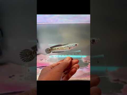 here brothers who ask feed not spilljangan tell people yaaa # channa # snakehead # predatorfish