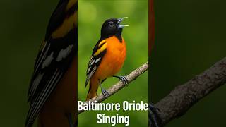 Download lagu Burung Oriole Baltimore Bernyanyi di AS – Suara Burung Penyanyi Amerika Asli | Tanpa Musik, Suara Alam Pagi mp3 Download lagu Burung Oriole Baltimore Bernyanyi di AS – Suara Burung Penyanyi Amerika Asli | Tanpa Musik, Suara Alam Pagi mp3