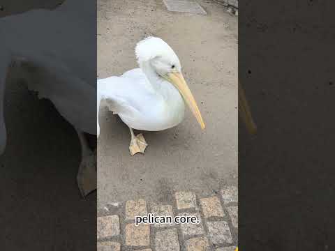 Pelican core #pelicans #funny #funnyanimal #pets #perrot #funnyvideo