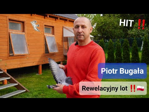 Piotr Bugała - PZHGP 0153 Ruda Śląska II / 1 gołąb na rejon 18 098 gołębi ( Rewelacyjny Lot 🤩 ) HIT