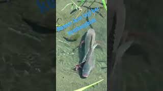 Download lagu 18 #ytshorts #ikannila #vidioviral #shortviral #shorts #ketapelmania mp3 Download lagu 18 #ytshorts #ikannila #vidioviral #shortviral #shorts #ketapelmania mp3