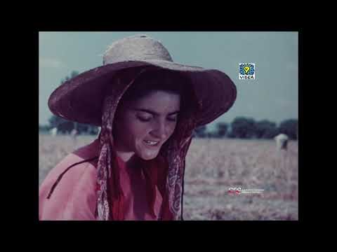 Pionieri d'oltre Atlantico (Adriano Zancanella, 1954)