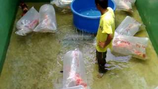 preview picture of video 'V33 11/8/09  Moving My Koi to Kepong Koi temporary home'