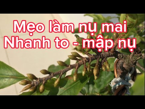 Mẹo làm nụ mai nhanh to - lịch vặt lá mai miền Bắc làm hoa Tết 2024