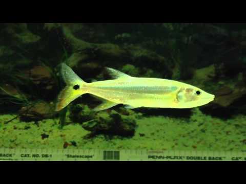 image-What makes a barracuda different from other fish?