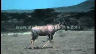 Africa I
