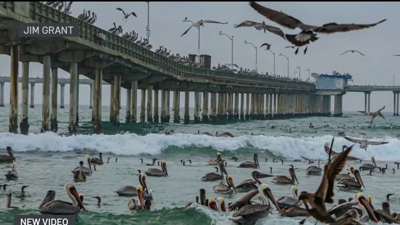 Hundreds of pelicans spotted feeding around Ocean Beach Pier | NBC 7 San Diego