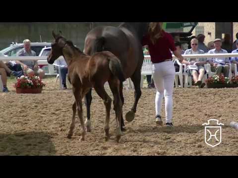 NF004 Hengstfohlen von Dinken - Caretino - Calypso II