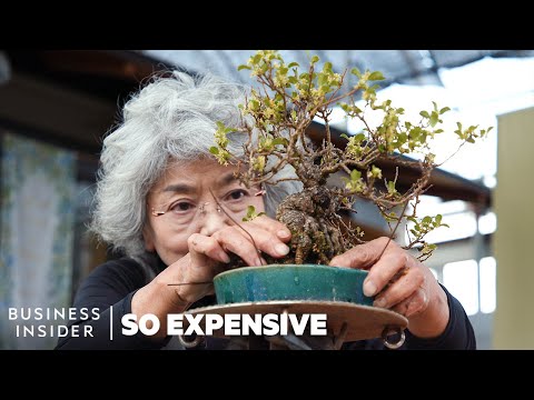 , title : 'Why Bonsai Are So Expensive | So Expensive'
