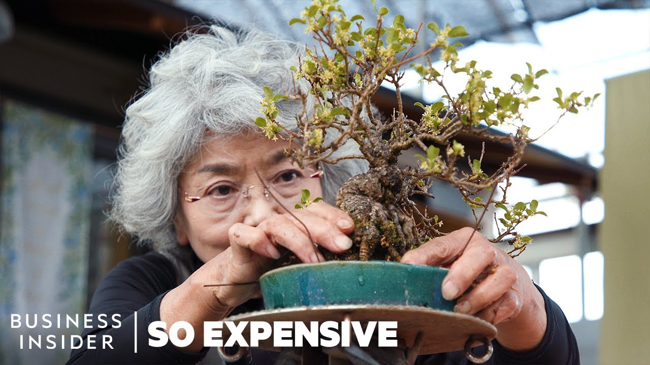 Why are Japanese bonsai pots so expensive? Zandex