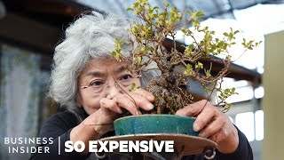 Download lagu Why Bonsai Are So Expensive | So Expensive mp3 Download lagu Why Bonsai Are So Expensive | So Expensive mp3