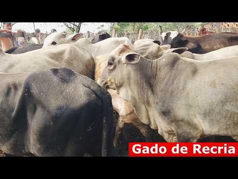 FEIRA DO GADO EM ALTINHO-PE  25-04-2026  #nordeste