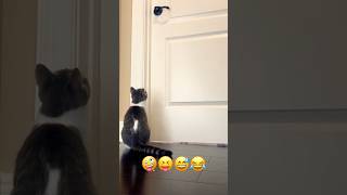 Cat #cat #catshorts #funny #catlover #cats