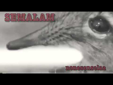 Nonsenselaa - Semalam