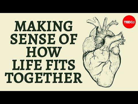 【TED-Ed】瞭解不同層次的生命組織 (Making sense of how life fits together - Bobbi Seleski) (Making sense of how life fits together - Bobbi Seleski)