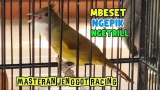 Download lagu Cucak jenggot Gacor mbeset ngepik ngetril masteran jenggot gacor poll mp3 Download lagu Cucak jenggot Gacor mbeset ngepik ngetril masteran jenggot gacor poll mp3