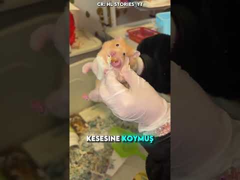 Hamsterın Yanaklarında Korkutan Sır 🐹⚠️