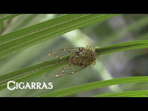Cicadas, a curious and little-known life cycle.